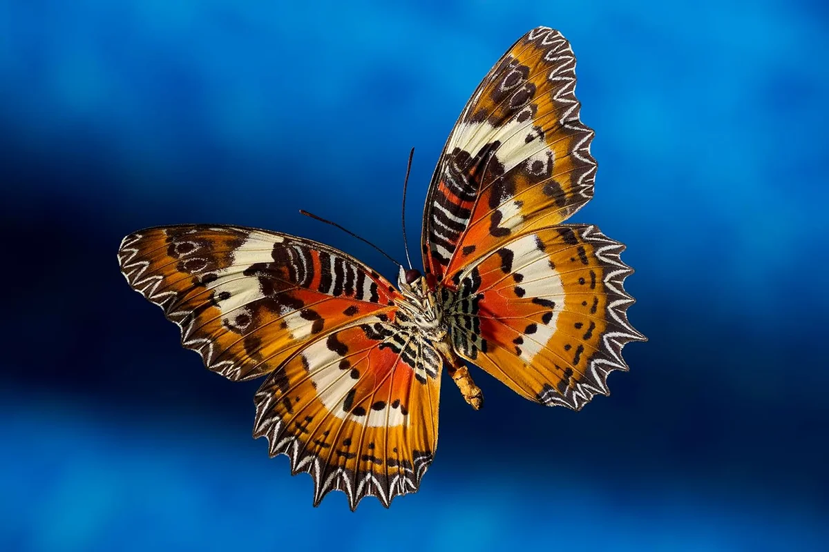 Nikon NIKKOR Z MC 105mm f/2.8 VR S mounted on camera