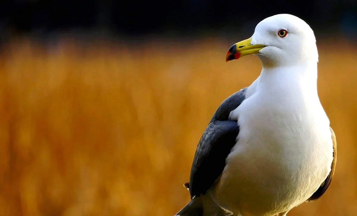 Sony E 55-210mm f/4.5-6.3 OSS — side profile showing form factor