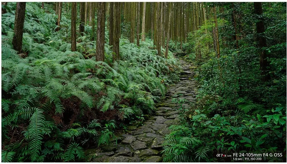 Sony FE 24-105mm f/4 G OSS — value pick