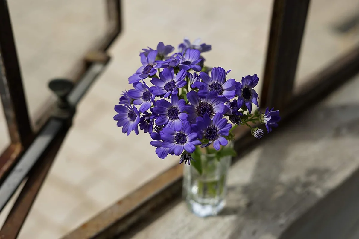 Sony FE 50mm f/1.8 — angle 5